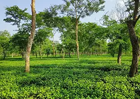Tea Garden tour in Assam