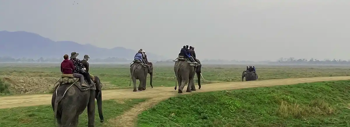 elephant safari at Kaziranga | Kaziranga package tour