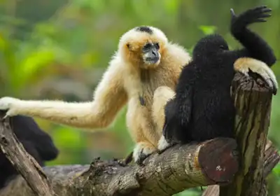 Hoolock Gibbon