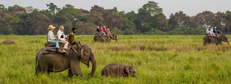 Rhino inside Kaziranga