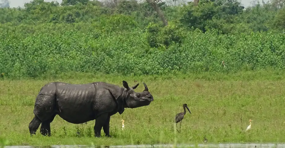 Kaziranga National Park Tour