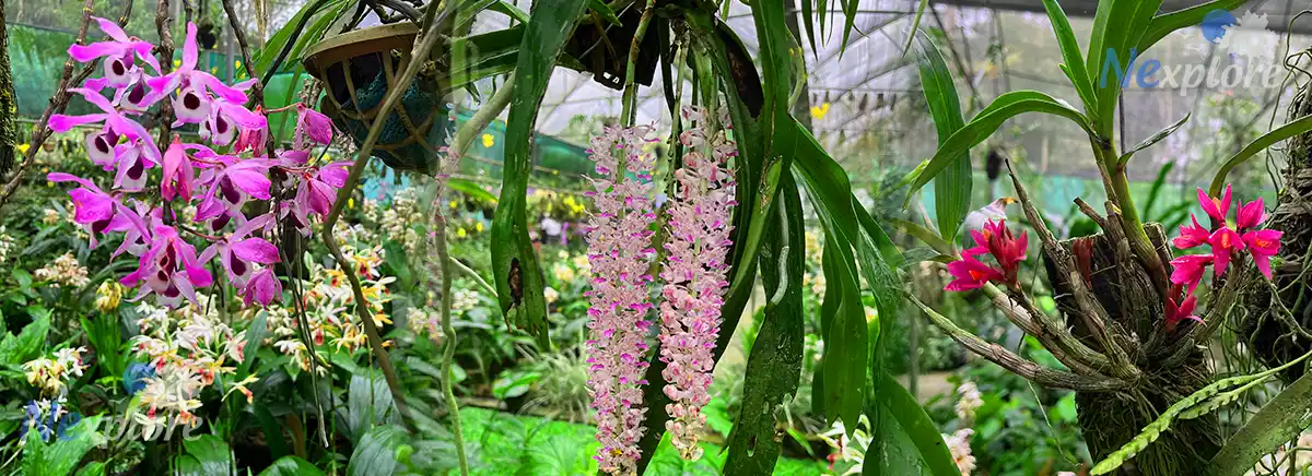 kaziranga orchid park in full bloom