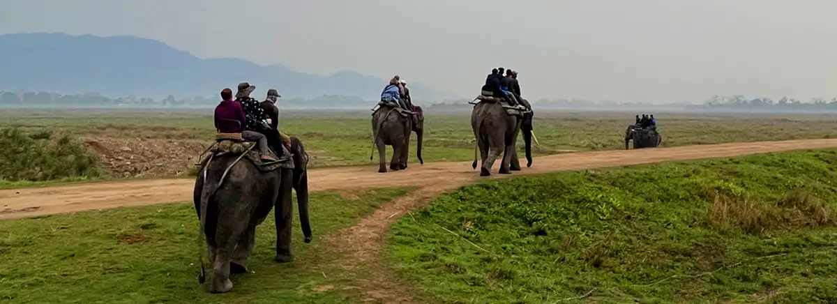 Kaziranga National Park | sikkim assam meghalaya itinerary