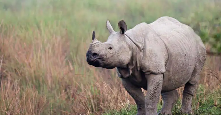 One horned Rhino at kaziranga