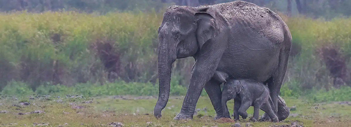 wildlife safari at Kaziranga