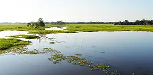 Majuli Island