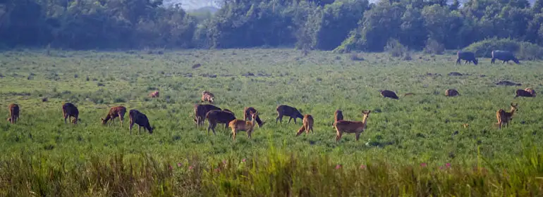 Holiday in Manas National Park