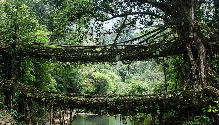 living root bridge in Cherrapunji tour