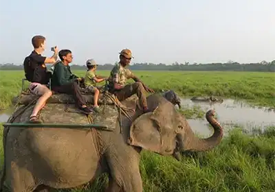 Elephant Safari