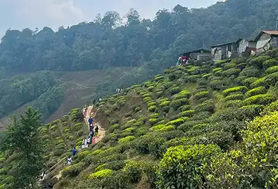Shillong Darjeeling tour package