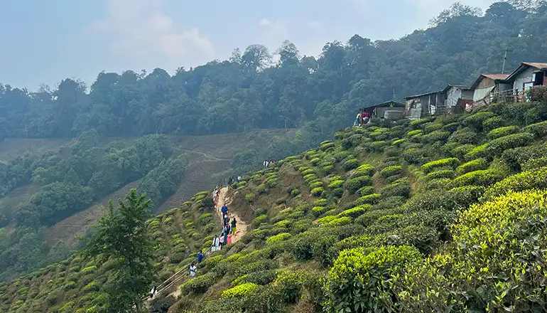 Darjeeling Shillong tour package 6 nights 7 days