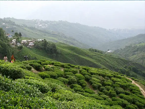 Darjeeling Tea Garden