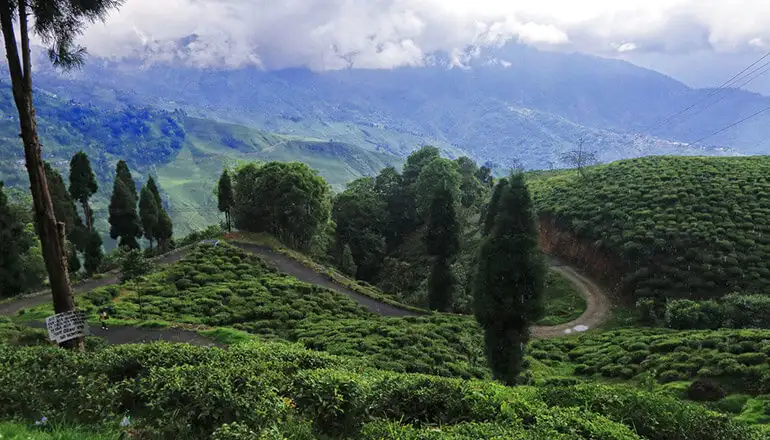 Tea garden tour Darjeeling