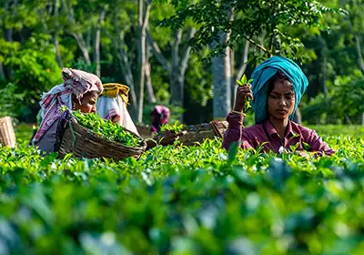 Tea Tourism in Assam with tea estate visit