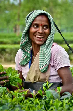Tea worker in Assam