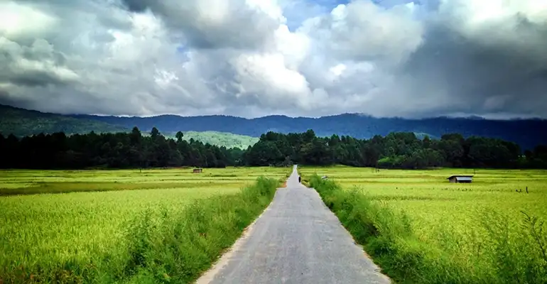 Paddy field Ziro valley